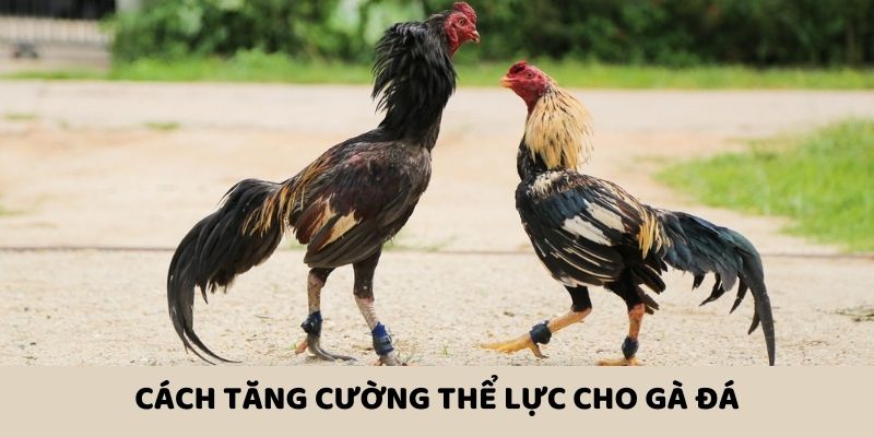 Bỏ túi cách nuôi gà đá chuẩn để nâng cao thể lực