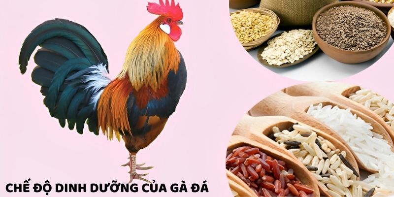 Cần chú ý đến chế độ dinh dưỡng trong cách nuôi gà đá