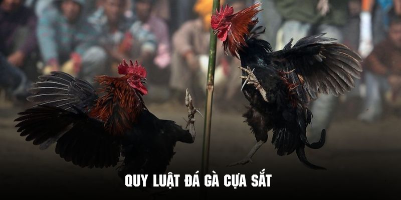 Chi tiết luật chơi đá gà cựa sắt tại 23WIN