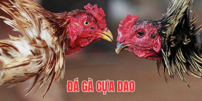 đá gà cựa dao ảnh đại diện