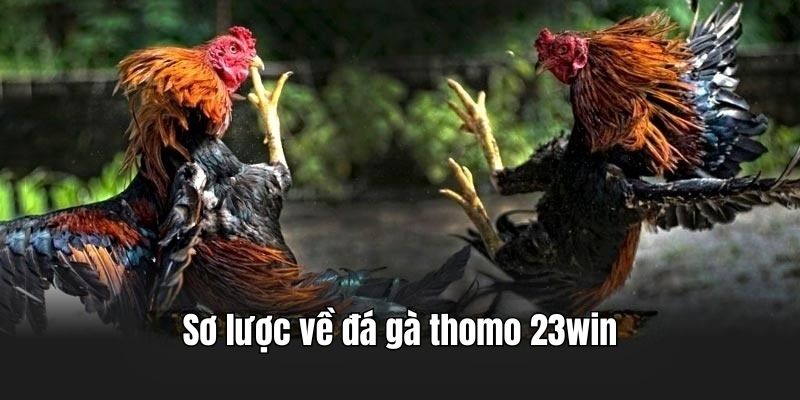 Đôi nét về đá gà Thomo tại 23Win