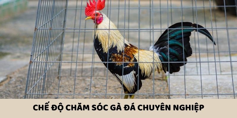 Học cách chăm sóc chiến kê chuyên nghiệp