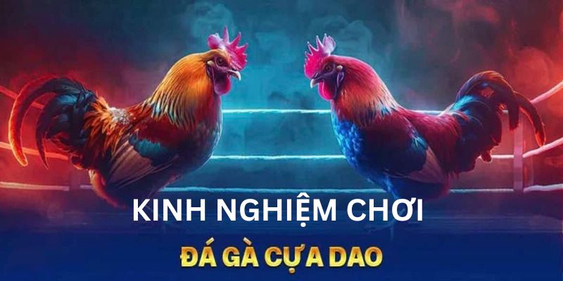 Học hỏi một số mẹo hay giúp chơi đá gà cựa dao thắng lớn