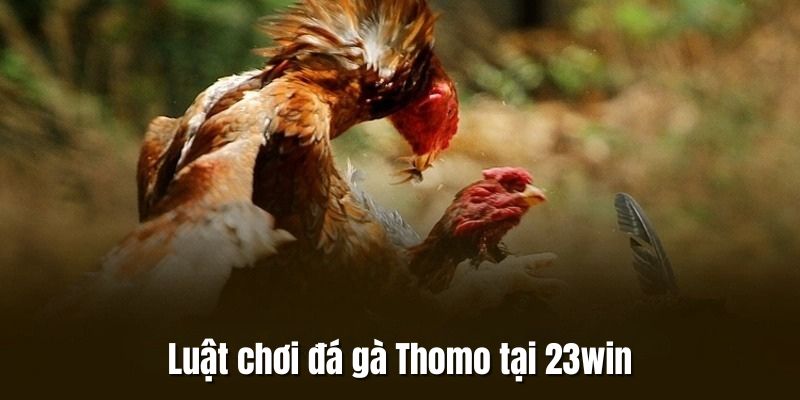 Khám phá luật chơi đấu gà Thomo 23Win