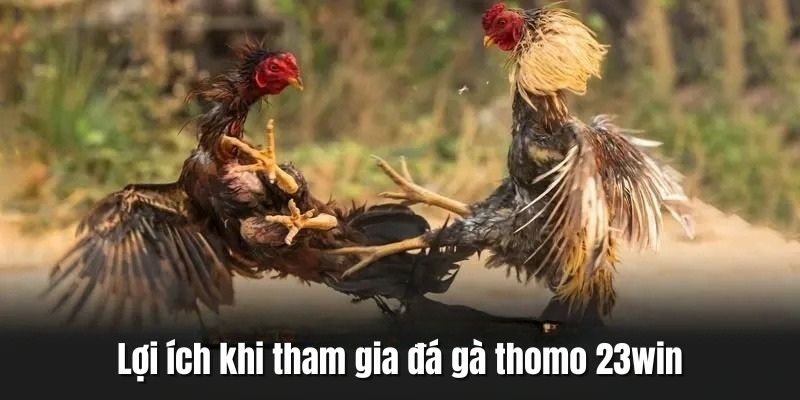Lợi ích khi chơi chọi kê Thomo tại 23Win