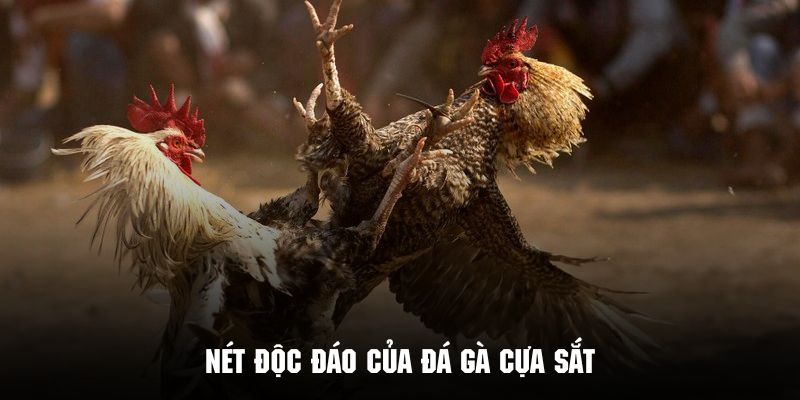 Những ưu điểm nổi bật tạo nên sức hút mãnh liệt của đá gà cựa sắt