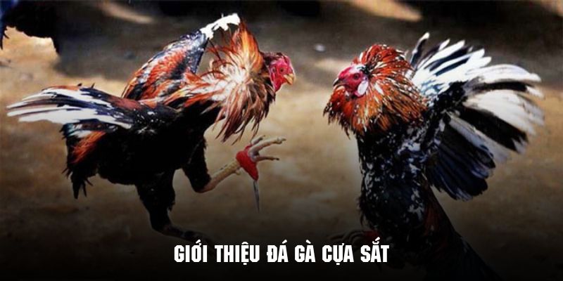 Sơ lược vài nét cơ bản về đá gà cựa sắt