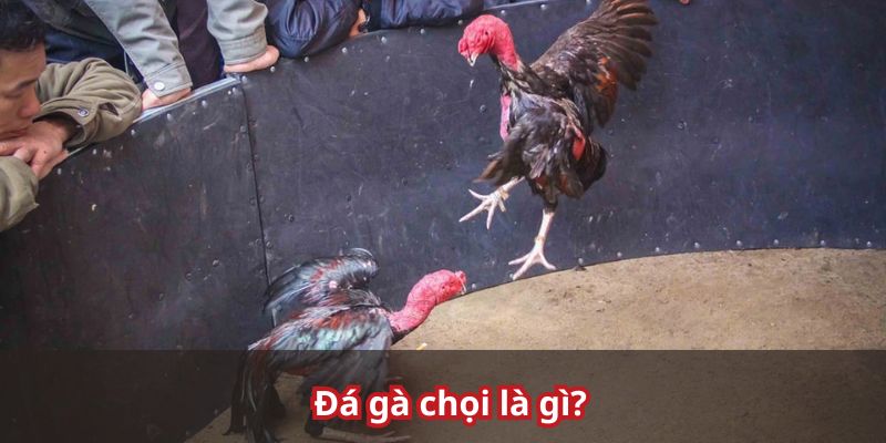 Sơ lược về chọi kê tại nhà cái
